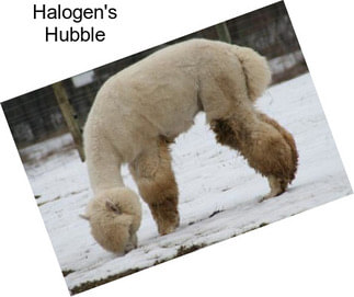 Halogen\'s Hubble