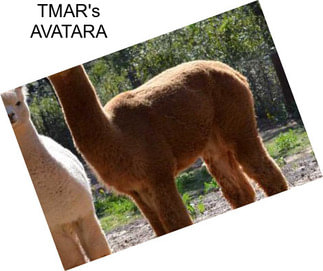 TMAR\'s AVATARA