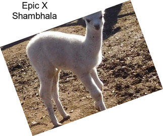 Epic X Shambhala