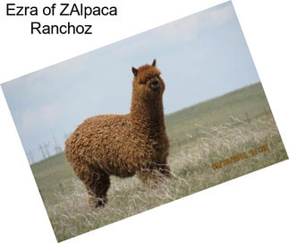 Ezra of ZAlpaca Ranchoz