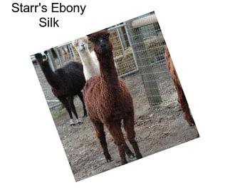Starr\'s Ebony Silk