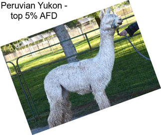 Peruvian Yukon - top 5% AFD