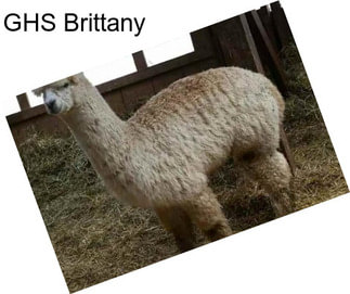 GHS Brittany