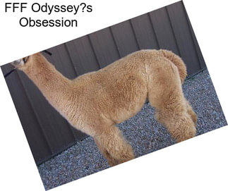 FFF Odyssey?s Obsession