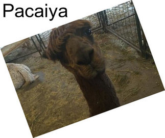 Pacaiya