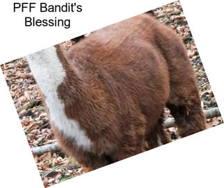 PFF Bandit\'s Blessing