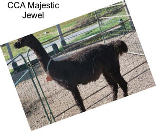 CCA Majestic Jewel