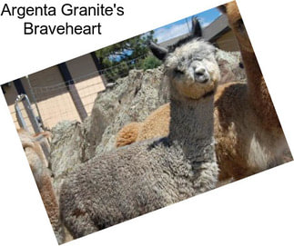 Argenta Granite\'s Braveheart