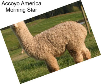 Accoyo America Morning Star