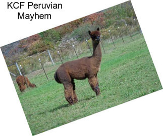 KCF Peruvian Mayhem