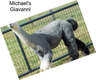 Michael\'s Giavanni