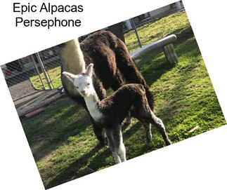 Epic Alpacas Persephone
