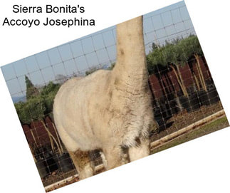 Sierra Bonita\'s Accoyo Josephina