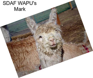 SDAF WAPU\'s Mark