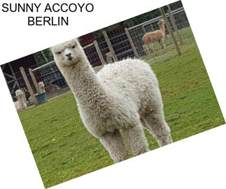 SUNNY ACCOYO BERLIN