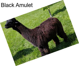 Black Amulet