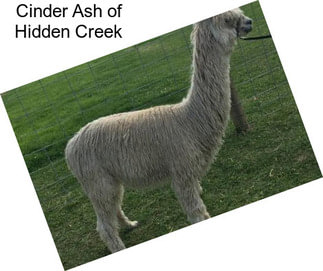 Cinder Ash of Hidden Creek