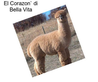 El Corazon` di Bella Vita