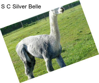 S C Silver Belle