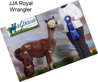 JJA Royal Wrangler