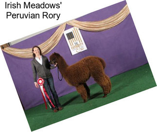 Irish Meadows\' Peruvian Rory