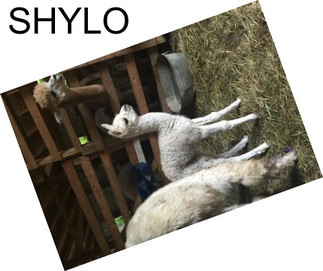 SHYLO