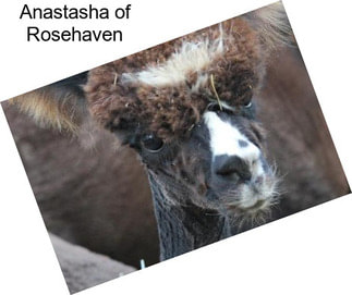 Anastasha of Rosehaven