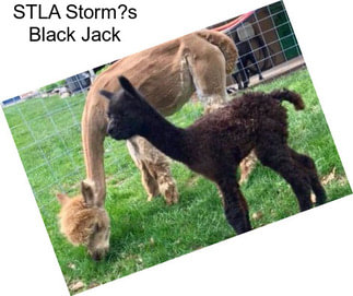 STLA Storm?s Black Jack