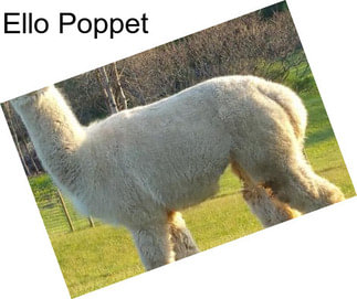 Ello Poppet
