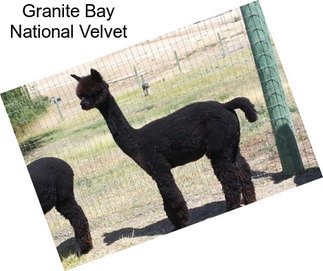 Granite Bay National Velvet