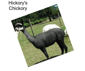 Hickory\'s Chickory