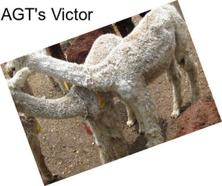 AGT\'s Victor