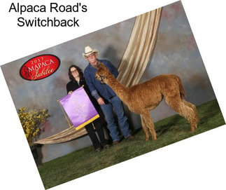 Alpaca Road\'s Switchback