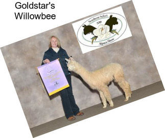 Goldstar\'s Willowbee