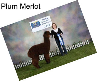 Plum Merlot