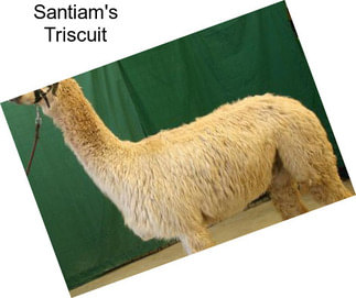 Santiam\'s Triscuit