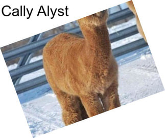 Cally Alyst