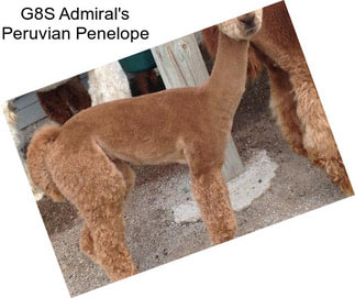 G8S Admiral\'s Peruvian Penelope