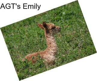 AGT\'s Emily