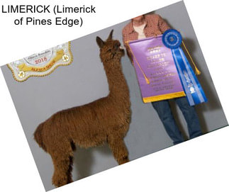 LIMERICK (Limerick of Pines Edge)