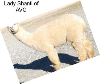 Lady Shanti of AVC