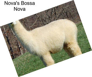 Nova\'s Bossa Nova