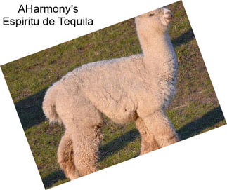 AHarmony\'s Espiritu de Tequila