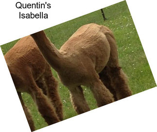 Quentin\'s Isabella