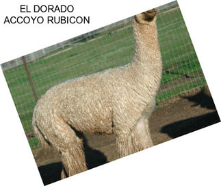 EL DORADO ACCOYO RUBICON