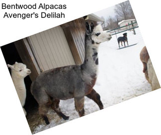 Bentwood Alpacas Avenger\'s Delilah