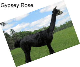 Gypsey Rose