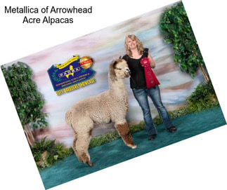 Metallica of Arrowhead Acre Alpacas