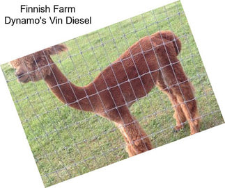 Finnish Farm Dynamo\'s Vin Diesel