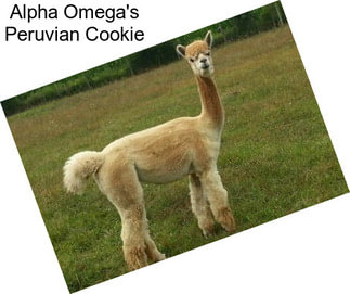 Alpha Omega\'s Peruvian Cookie